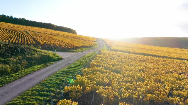 Country road through Burgundy vineyards at golden hour
