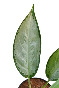 Silver leaf of Aglaonema Silverado Chinese Evergreen houseplant on white background