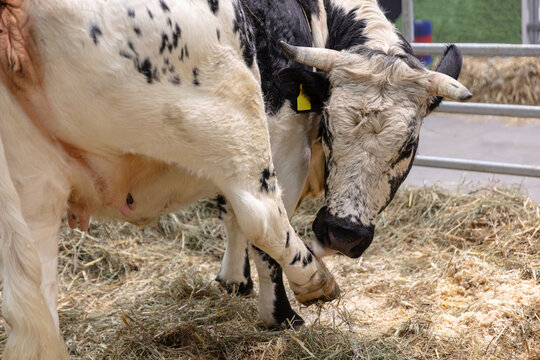 Spotted Dairy Cow of type Pustertaler Schecken Standing On Straw Inside A Pen At A Farm Showing Udder And Head With Horns Farm Animal Photography
