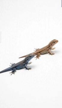 Two small desert lizards Uromastyx isolated on white background