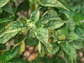 Fototapeta premium Chili pepper plant showing symptoms of leaf curl virus and yellow mosaic disease on leaves. Agricultural problem, plant pathology, pest infection, and crop disease management concept