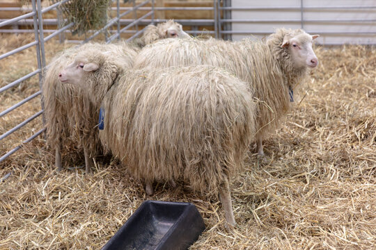 Flock Of heidschnucke Sheep In Pen With Hay And Feeding Trough Farm Animals In Enclosure Livestock In Barn Agriculture And Rural Scene Mammals In Group