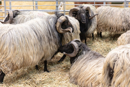 Group Of Icelandic Sheep With Large Horns In A Pen On Straw Farm Animals For Agriculture And Livestock Concepts