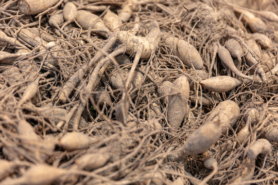 Pile Of Jerusalem Artichokes With Roots Raw Harvested Tubers For Cooking And Food Ingredient Concepts Close-Up