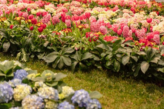 Floral Display Featuring Tulips Hydrangeas And Hyacinths In A Garden Setting Ideal For Springtime And Gardening Concepts