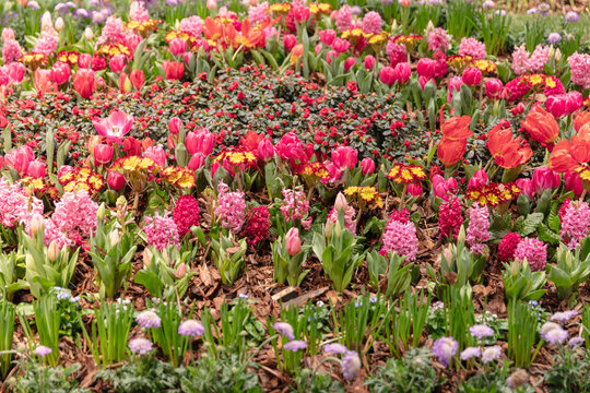 Colorful Spring Flowerbed With Tulips Hyacinths And Primroses In Full Bloom Creating A Vibrant Floral Display In A Garden Setting