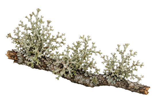 Green branched lichen growing on tree bark twig isolated background