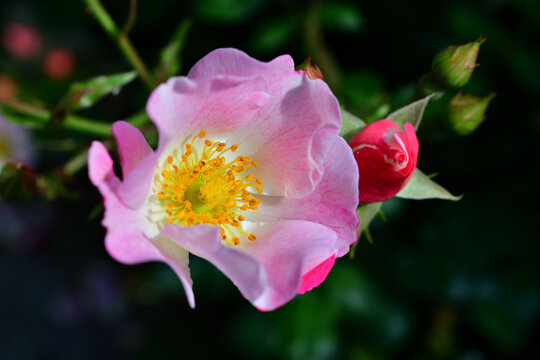 Rose flowers blooming along Promenade Pereire in Paris, France, May 24, 2020