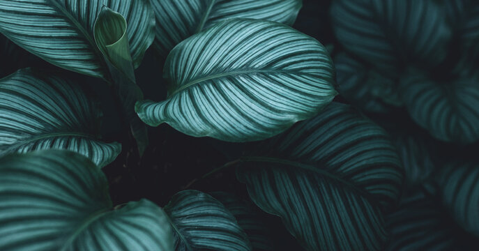 close-up view of dark green tropical leaves with a distinctive pattern, creating a serene and calming atmosphere suitable for nature-themed designs.