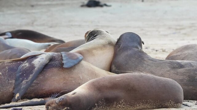 Sea lions in Galapagos, Zalophus wollebaeki on the beach