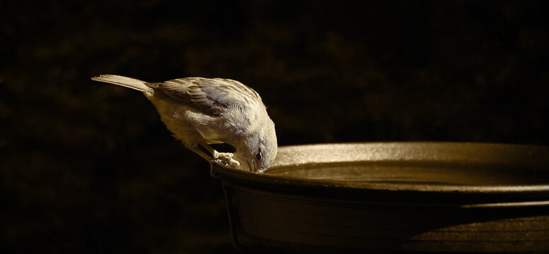 a sparrow is drinking in the garden