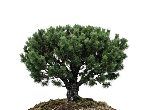 Small Potted Bonsai Pine Tree