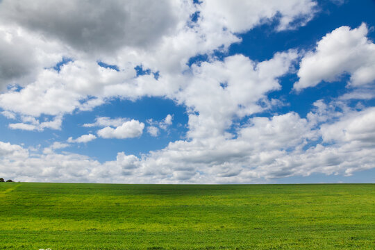 A smooth green field rises to a simple horizon beneath towering cumulus clouds in Kent, England. The spare rural composition highlights open space, fresh growth and an expansive spring sky.