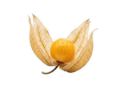 Single Physalis Fruit With Husk