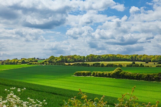 Lush green farmland rolls toward hedgerows and distant woodland beneath a cloud-filled sky in Kent, England. The cultivated countryside shows fresh growth and a calm spring landscape.