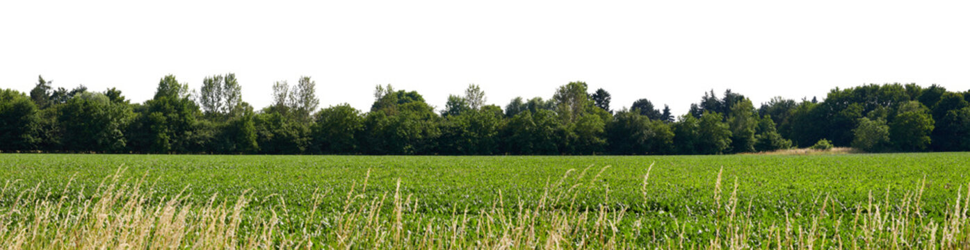 rural green grass field or agricultural field landscape with dark tree line and and grasses, sky isolated on white or transparent png