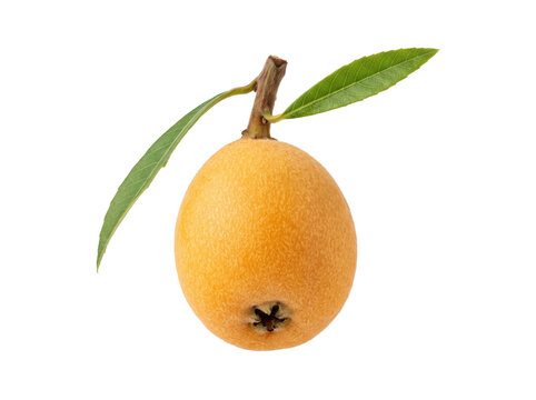 Fresh Loquat Fruit With Green Leaves