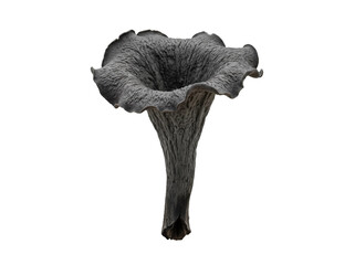 Black Trumpet Mushroom Isolated © ieps