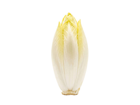 Fresh Belgian Endive Vegetable