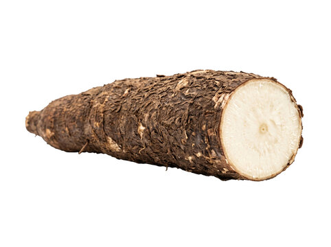 Fresh Raw Cassava Root Isolated