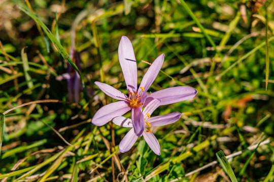 Close up of purple autumn crocus flower Colchicum autumnale blooming in green grass under bright sunlight, autumn wildflower and botany concept