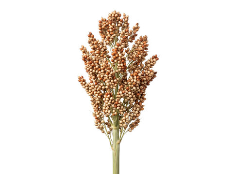 Single Sorghum Stalk Isolated