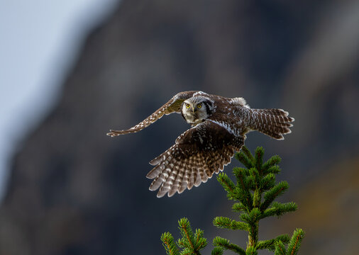 View of a northern hawk-owl taking flight from the top of a spruce tree against a blurred mountain background in Fjord, More og Romsdal, Norway.