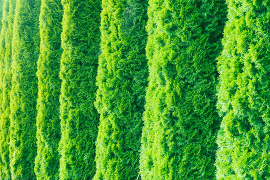 Rows of Bright Green Thuja Hedge in Sunlight