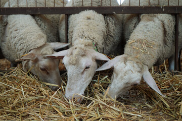 Sheep eating straw through a metal feeding fence in a barn © Tehilla