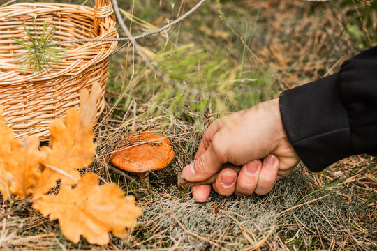 Hand collecting an orange Suillus luteus capped mushroom beside a woven basket among pine needles, grass, and autumn leaves in a woodland forest setting