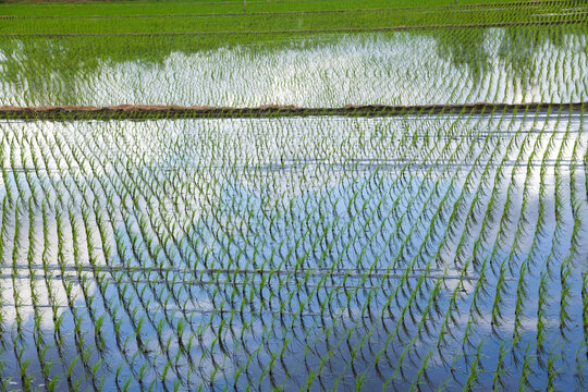 Patterned rice paddy with water reflection
