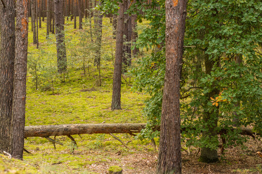 Moss covered forest floor among tall pine trees and leafy woodland vegetation with fallen trunk and filtered natural light in a temperate forest landscape