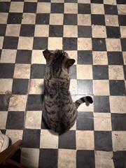 Cat on a checkered tile floor © Sara