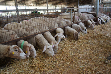 Flock of sheep feeding at a fence in a large farm barn © Tehilla