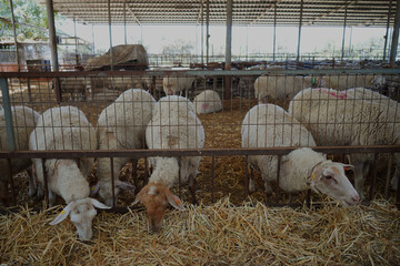 Flock of sheep feeding at a fence in a large farm barn © Tehilla