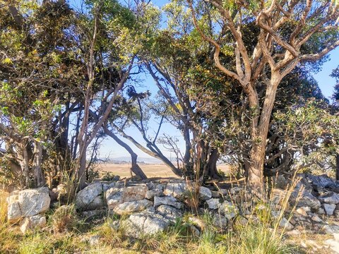 View of a stone wall bordering a grove of trees with a distant landscape under a clear blue sky in eManzana, Mpumalanga, South Africa.