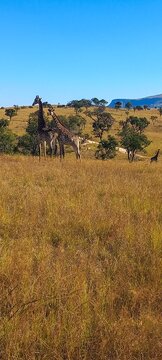 View of two giraffes standing in the dry savanna grass with scattered trees and rolling hills under a clear blue sky in eManzana, Mpumalanga, South Africa.