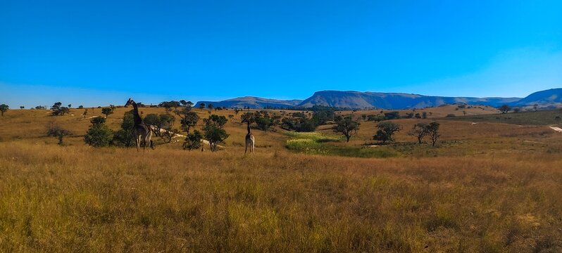 View of giraffes grazing in the open savanna with rolling mountains under a clear blue sky in eManzana, Mpumalanga, South Africa.