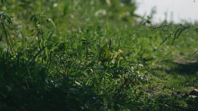 Low-angle view of a grass-lined cut-through road with wind blowing through and the grass swaying