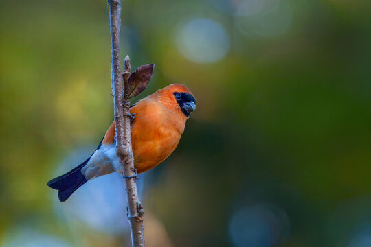 View of a vibrant orange bullfinch bird with a black face perched on a thin branch against a soft blurred green background in Murree, Punjab, Pakistan.