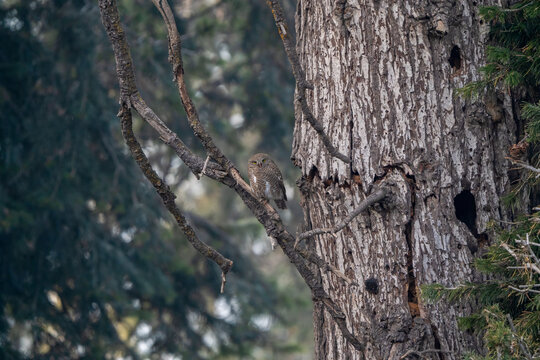 View of a small owl Asian barred owlet perched on a tree branch in a forest in Murree, Punjab, Pakistan.