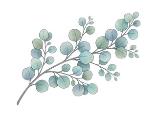 Fototapeta premium Watercolor eucalyptus branch with delicate green and blue leaves, a fresh botanical plant drawing for nature art and floral galleries in a museum style