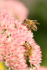 A close up macro view of a hardworking honeybee feeding on pink stonecrop sedum flowers, showing detailed wing texture and golden body against lush green background outdoors. © Oleksandr