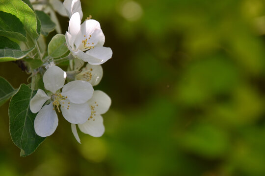 A flowering apple tree in the garden, Sainte-Apolline, Qu&eacute;bec, Canada