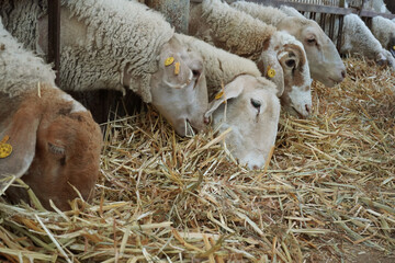 Close-up of sheep with yellow ear tags eating straw © Tehilla