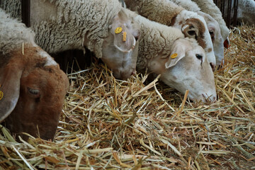 Close-up of sheep with yellow ear tags eating straw © Tehilla