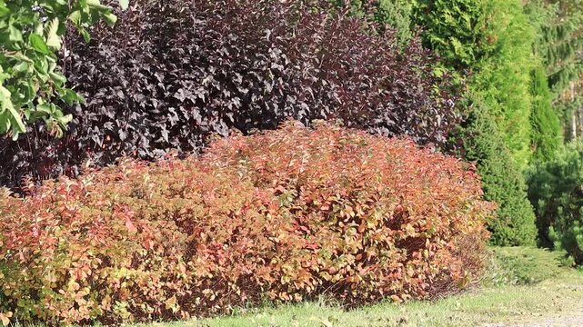 japanese spirea ,autumn colors