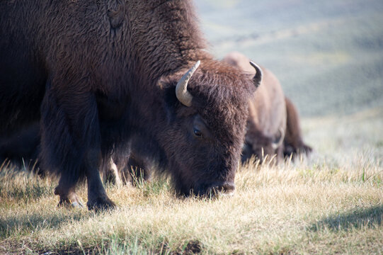 View of an American bison grazing in the grassy fields of Yellowstone National Park, United States.
