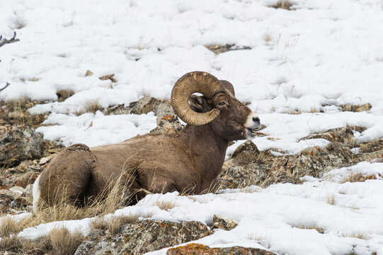 View of a bighorn sheep resting on a snowy, rocky hillside in Yellowstone National Park, United States.