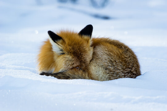 View of a red fox curled up sleeping in the snow in Yellowstone National Park, United States.